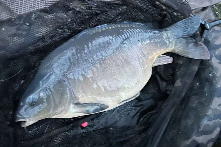 Mirror carp 7.0 kg.